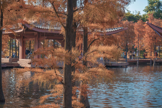 佛山千燈湖公園落羽杉