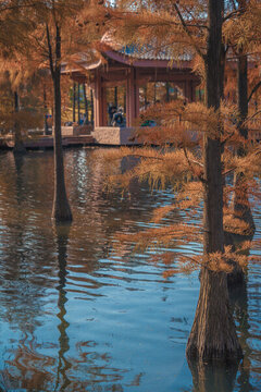 佛山千燈湖公園落羽杉