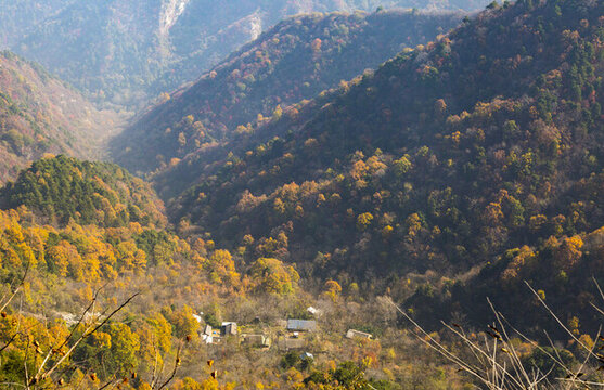 秦嶺山秋色