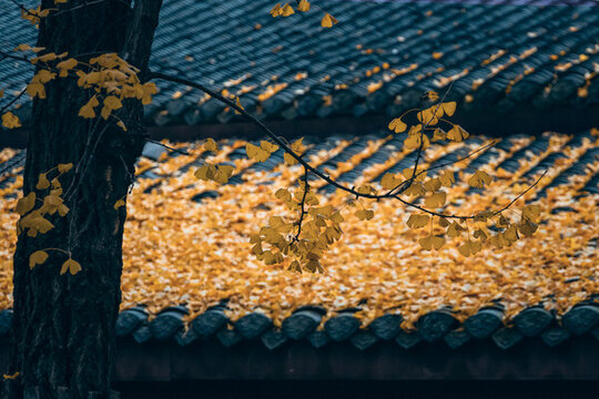 銀杏