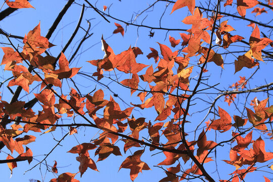 藍(lán)天紅葉