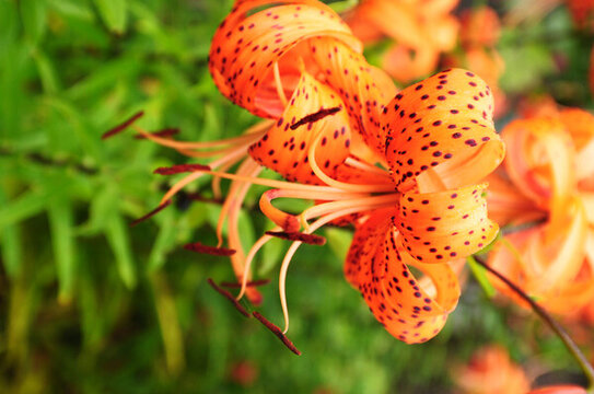 百合花