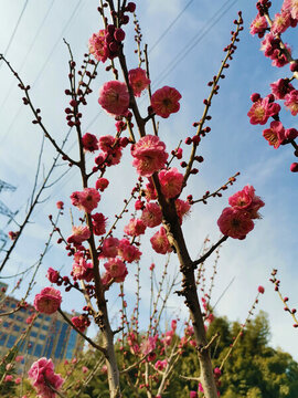 紅梅花