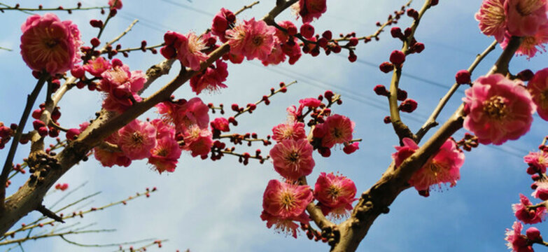 紅梅花