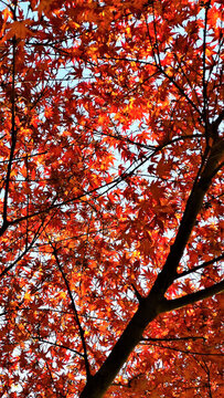 紅楓紅了