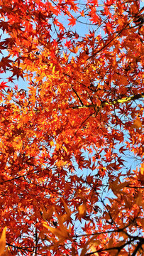紅楓紅了
