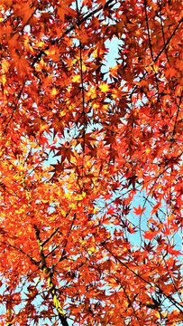 紅楓紅了