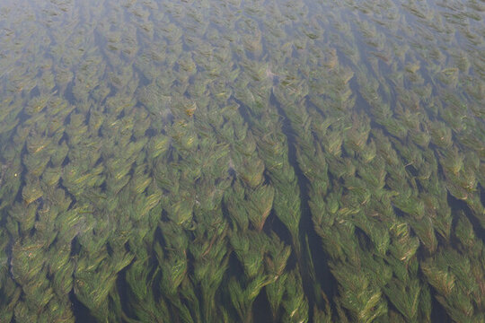 河水水草