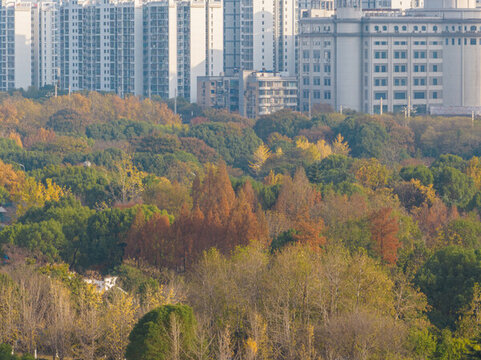 武漢漢陽(yáng)月湖公園深秋風(fēng)光