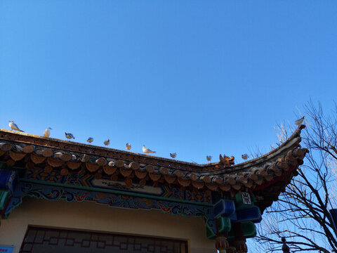 屋檐上的鳥兒