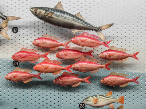 東海金錢魚