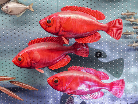 血斑異大眼鯛魚