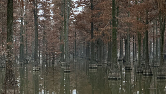 水杉林