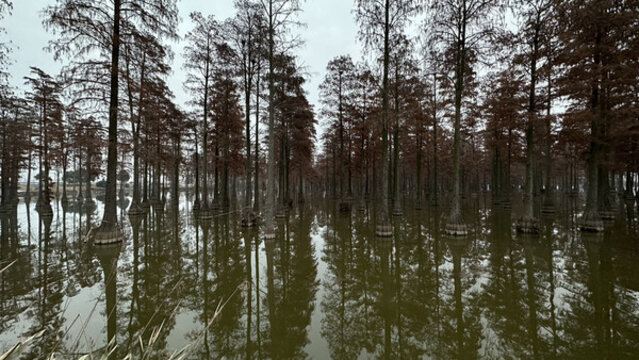 水杉樹濕地