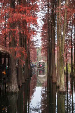 紅杉林