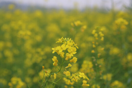油菜花特寫