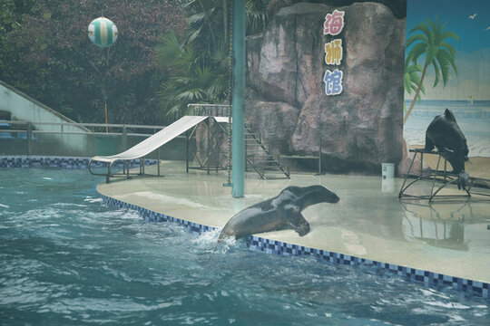 海豹