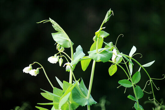 豌豆開(kāi)花