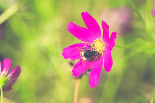 夏天粉色格桑花上面的蜜蜂