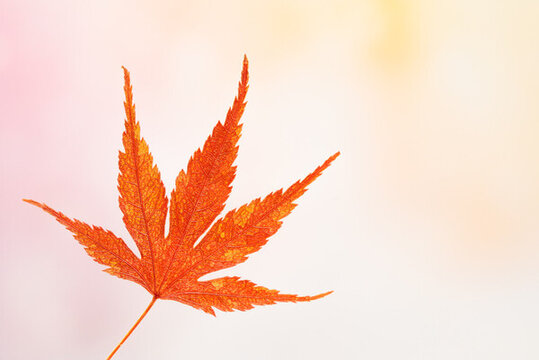 秋季氛圍楓葉紅楓