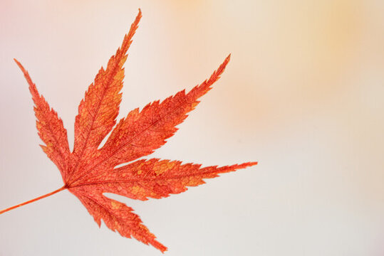 秋季氛圍楓葉紅楓