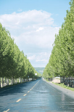 林蔭大道筆直公路