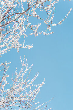 白色的樱花开在蓝天下