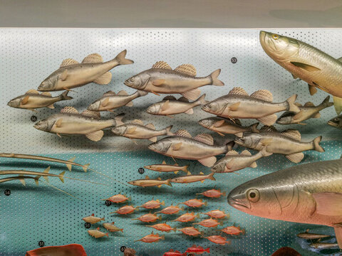 東海魚(yú)類