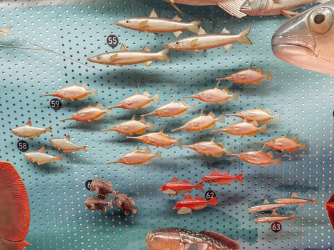 東海魚類