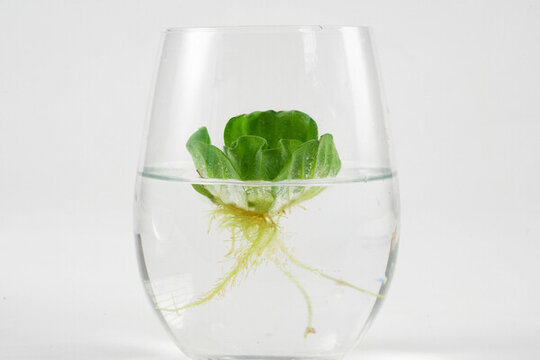 水草浮萍