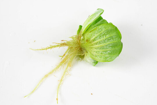 水草海白菜浮萍