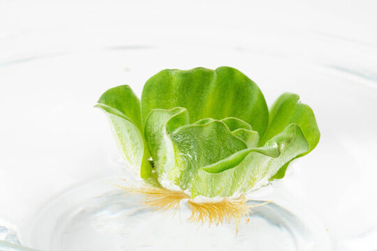 水草海白菜浮萍