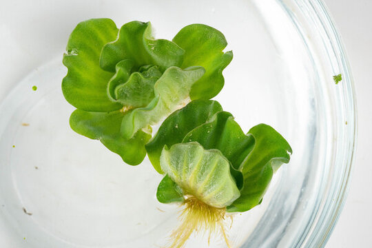 水草海白菜浮萍