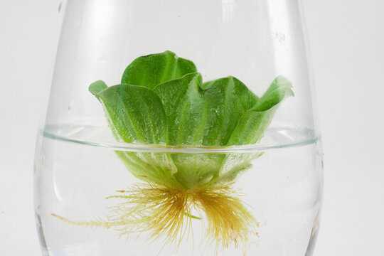水草海白菜浮萍