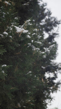 雪落松枝