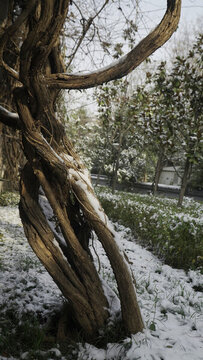 陽光下的古樹落雪