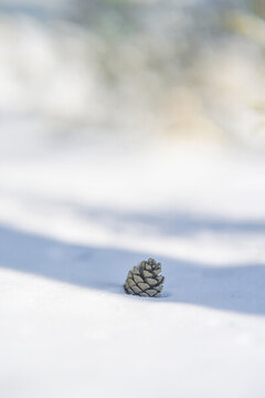 冬天雪地樹陰里的松塔