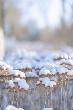 冬季被白雪积压枯枝野草