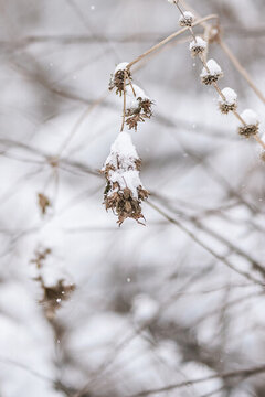 冬季大雪天氣的枯草