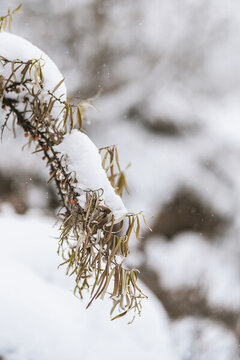 冬季雪中的枯树枝