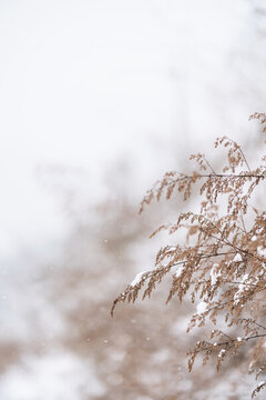 冬天雪中積壓白雪的野草