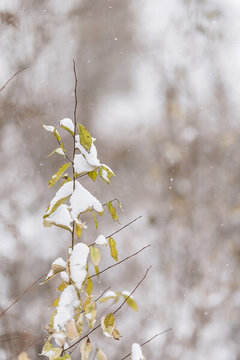 冬季大雪中綠植