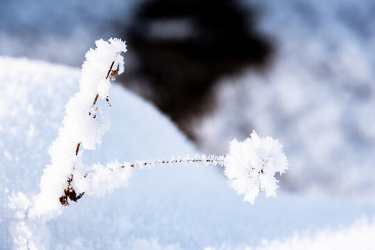 戶外冬天冰雪純凈圖片