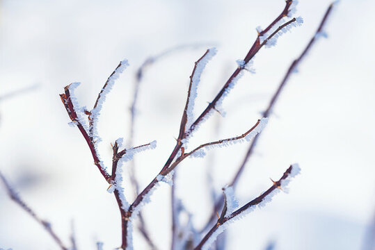 戶外冬季掛滿冰雪的樹枝