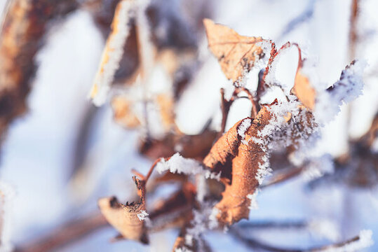 戶外冬季掛滿冰雪的枯草