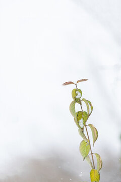 冬天雪中的綠植