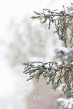 冬季大雪中的松樹