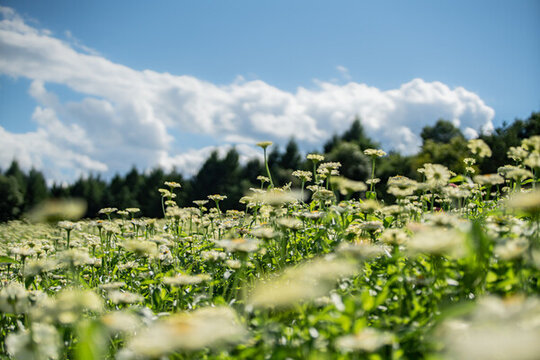 田野上盛開著白色的菊花
