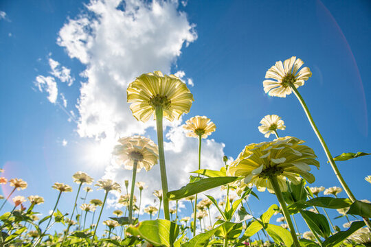 田野上盛開著白色的菊花