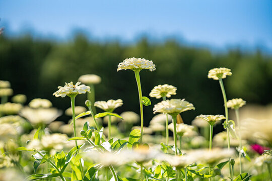 田野上盛開(kāi)著白色的菊花